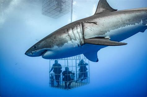 Shark Cage Diving – Locations & The Basics | Diver Below