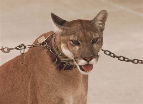 Commentary Endangered Florida Panthers Can Recover And This Bill Will