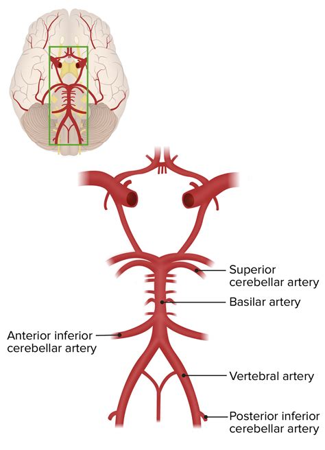 Cerebrovascular System Anatomy Concise Medical Knowledge