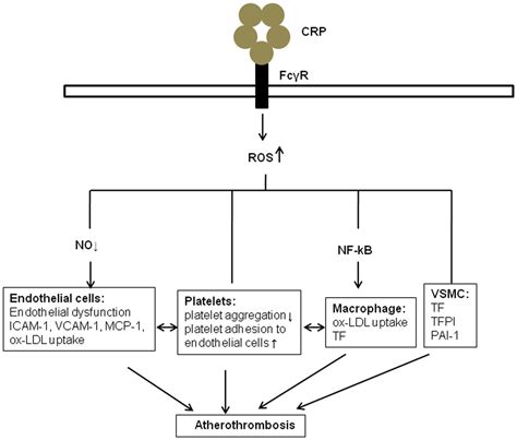 Frontiers Does C Reactive Protein Contribute To Atherothrombosis Via