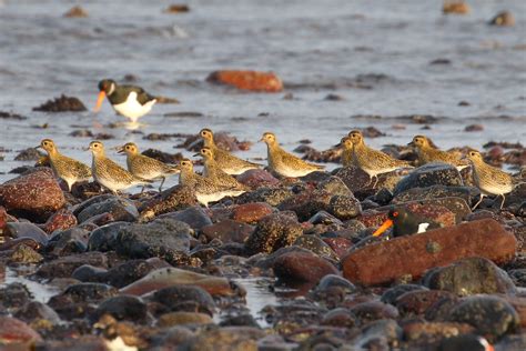 Golden Plover Prestwick Beach Dougie Edmond Flickr