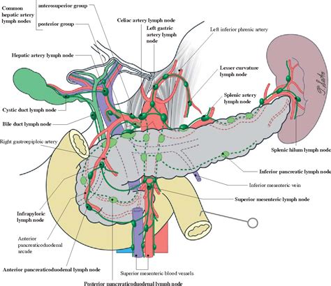 Preaortic Lymph Nodes