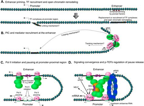 Emerging Roles Of Transcriptional Enhancers In Chromatin Looping And