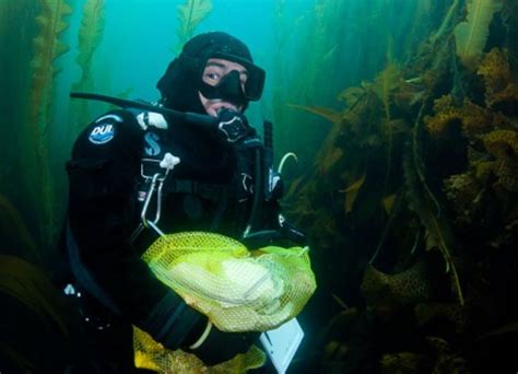 Examining biomass of benthic organisms in kelp forest and sea urchin barrens across the Aleutian ...