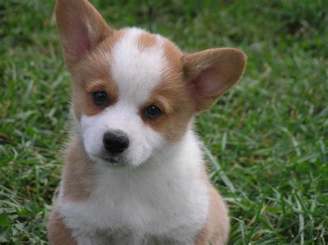 Corgi Puppy For Sale Oregon Petsidi