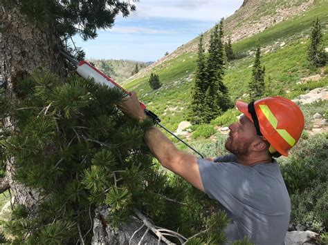 Forest Ecology And Management Wild Usu