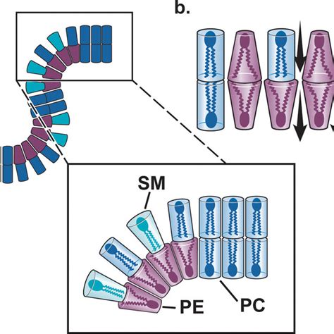 Effect of lipid composition on cell membrane, endocytic function, and... | Download Scientific ...