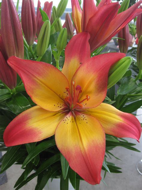 Buy Lily Bulbs Heartstrings Asiatic Lily Gold Medal Winning Harts