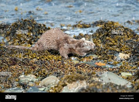 Webbed feet otter hi-res stock photography and images - Alamy