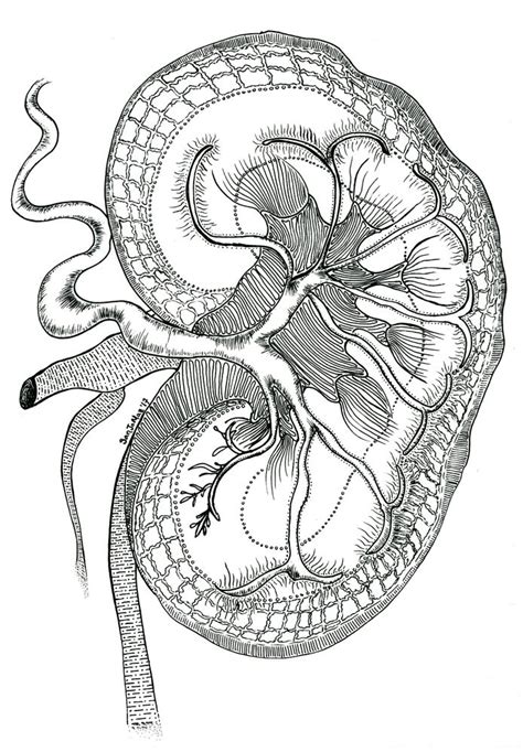 Human Kidney Art Print by SanJoMaz - X-Small | Anatomy art, Medical art ...