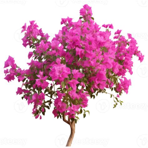 Pink Bougainvillea Plants Illustration Png