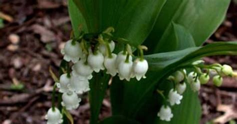 Lily Of The Valley Herbroot Convallaria Majalis Top Quality Herbs