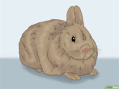 How To Determine The Sex Of A Rabbit