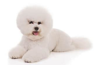 A Complete List of Top 170+ Fluffy Dog Names 2022