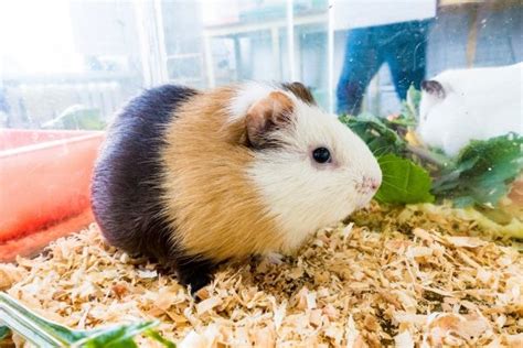 Do Guinea Pigs Have Tails? - Clever Pet Owners