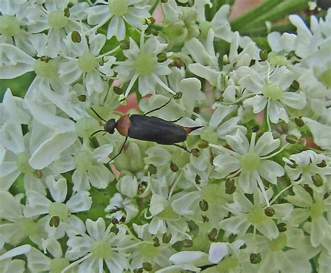 Tumbling Flower Beetle Gedling Conservation Trust Nottingham