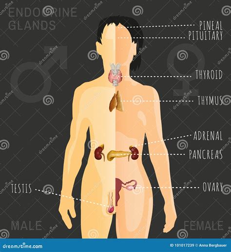 Imagen Del Sistema Endocrino Ilustraci N Del Vector Ilustraci N De