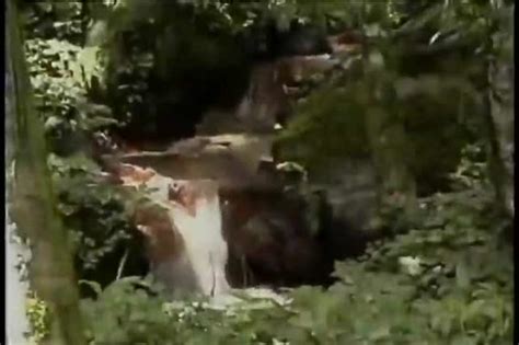 Sex With A Shemale In The Forest AShemaletube