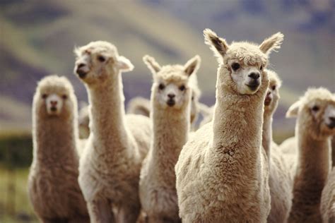 Cuál Es La Diferencia Entre Llamas Y Alpacas Infobae