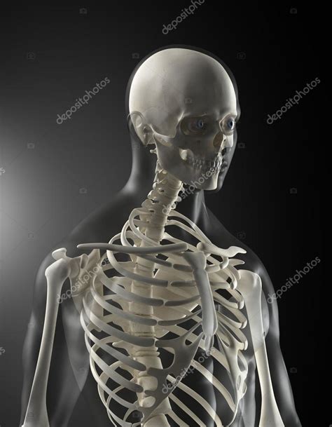 Human Body Medical Scan — Stock Photo © Cliparea 13280503