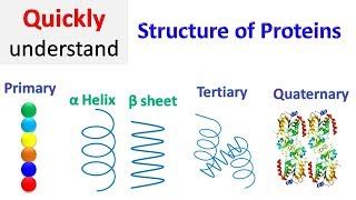 Primary Structure Of Proteins