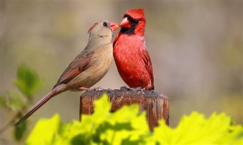 What Happens When Two Cardinals Kiss Cardinals Bird Species Wild