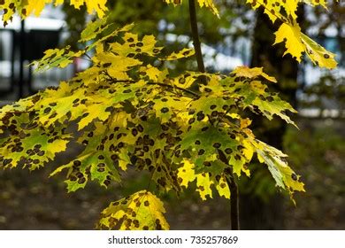 Maple Tree Leaf Diseases Rhytisma Acerinum Stock Photo 735257869 ...