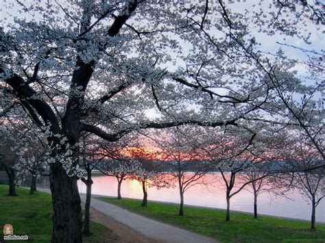 Cherry Blossom Sunset - XciteFun.net