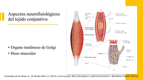 Presentacion Sobre Los Estiramientos De Miembro Inferior PPT