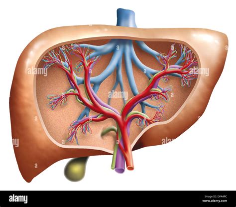 Fatty Liver Human Stock Photos & Fatty Liver Human Stock Images - Alamy