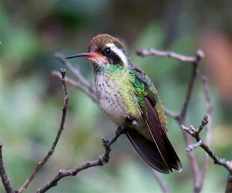 White Eared Hummingbird Beattys Guest Ranch Hereford Flickr