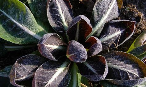 Radicchio Plant: Old-World Salad Superstar - Epic Gardening