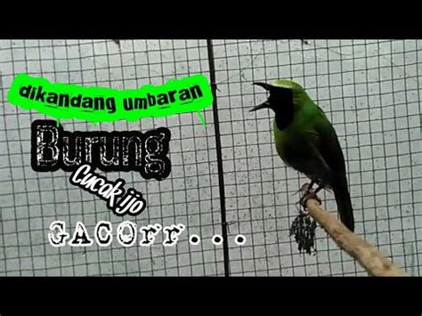 Burung Cucak Ijo Gacor Dikandang Umbaran YouTube