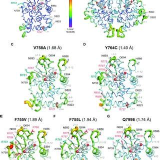 Ar Lbd Dimer Interface Mutants Display Local Flexibility Differences