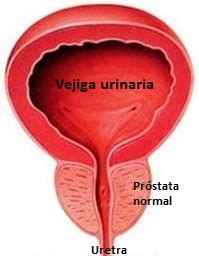 Fig Anatomia De La Vejiga Prostata Y Uretra Ur Logo Especialista En