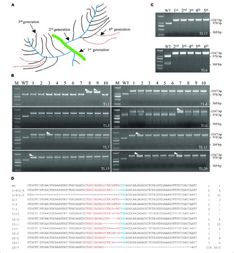 | Screening of biallelic or homozygous mutation lines in the 2 nd ...