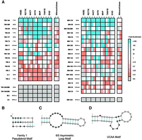 Coenrichment Analysis Identifies Candidate Broad Spectrum Aptamers A