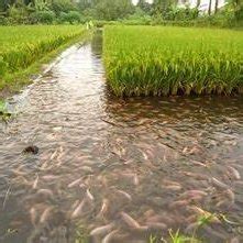 Too much water in rice field Fig 6, Grain filling, Maturation stage ...