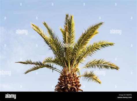 Branches Of Date Palms Under Blue Sky Large Beautiful Green Palm