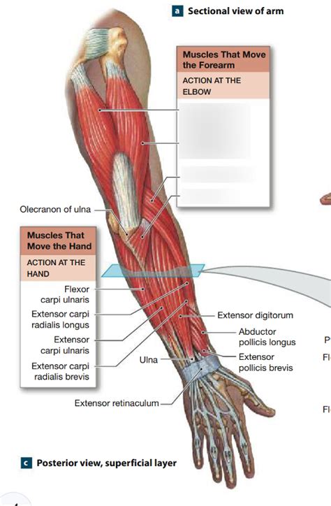 Posterior Muscles That Move The Forearm Elbow Diagram Quizlet