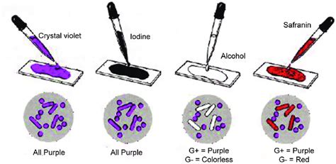 Gram Staining Procedure - Lenggogeni