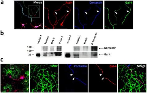 Nodal Marker Contactin Interacts And Co Localizes With Gal 4 In