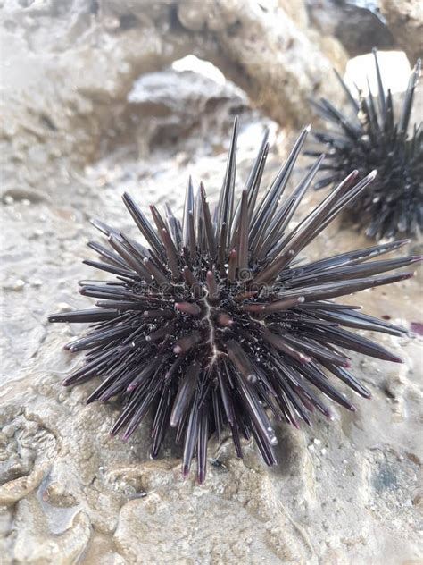 Sea Urchin Trico Beach In Sri Lanka Stock Image Image Of Frost Beac