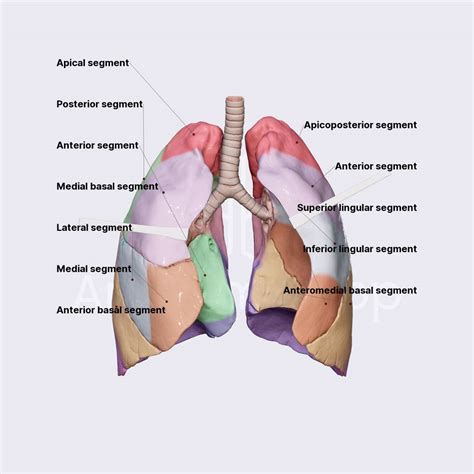 Bronchopulmonary Segments Lungs Thorax Anatomy App Learn