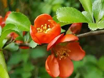 Learn ⭐ HOW AND WHEN TO PRUNE Escallonia shrub ⭐. Tips the pruning of Escallonia hedge ...