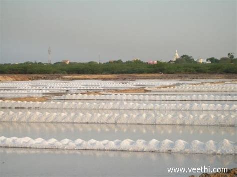 Veppalodai Salt Pan in Thoothukudi Dist | Veethi