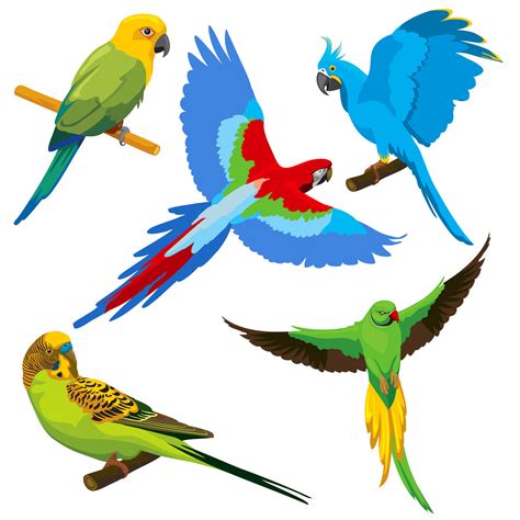 Cartoon Parrots Tropical Birds Vector Set By Microvector TheHungryJPEG