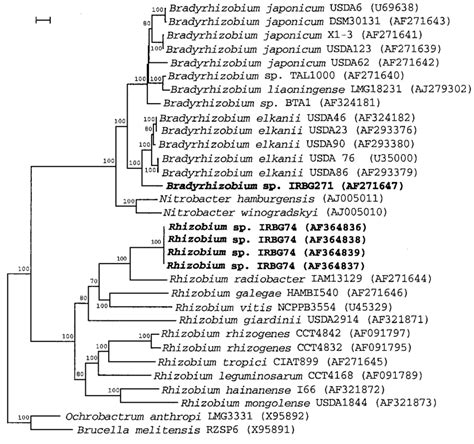 Neighbor Joining Dendrogram Derived From A 16S 23S RDNA IGS Sequence