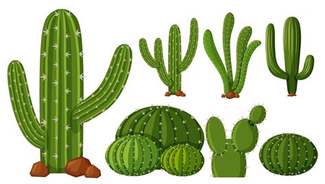 Different Types Of Cactus 300785 Vector Art At Vecteezy