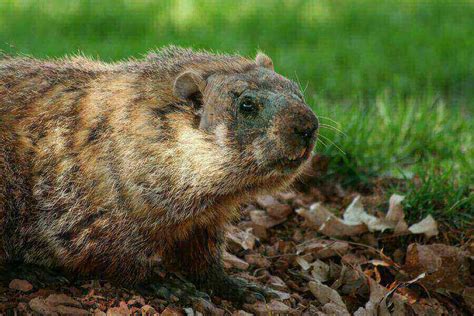 Woodchuck Vs. Beaver: The 7 Main Differences